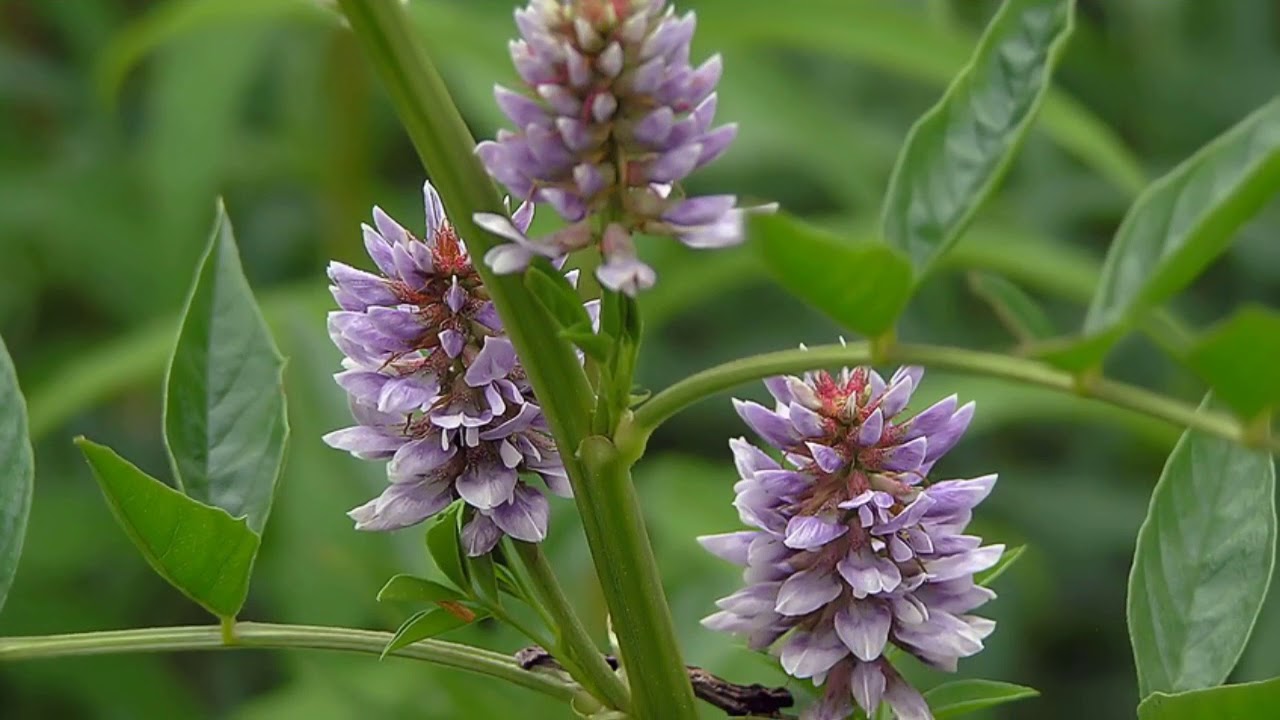 Yashtimadhu (Glycyrrhiza glabra) in pediatric respiratory disorders